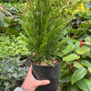 Leyland cypress - 6" Pot