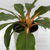 Chlorophytum 'Mandarin' (Fire Flash Spider Plant)