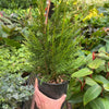 Leyland cypress - 6" Pot