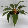 Chlorophytum 'Mandarin' (Fire Flash Spider Plant)