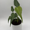 Monstera Burle Marx Flame