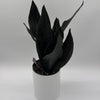 Sansevieria 'Black Dragon'