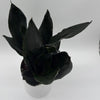 Sansevieria 'Black Dragon'