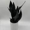 Sansevieria 'Black Dragon'