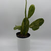 Variegated Opuntia Prickly Pear Cactus