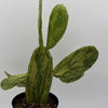 Variegated Opuntia Prickly Pear Cactus