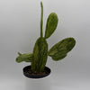 Variegated Opuntia Prickly Pear Cactus