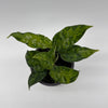 Tricolor Aglaonema Pictum