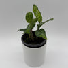 Tricolor Aglaonema Pictum