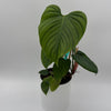 Philodendron Fuzzy Petiole