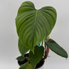 Philodendron Fuzzy Petiole
