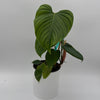 Philodendron Fuzzy Petiole