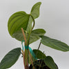 Philodendron Fuzzy Petiole