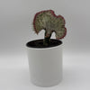 Mermaid Tail Cactus