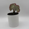 Mermaid Tail Cactus