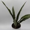 Sansevieria 'Jaboa'