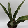 Sansevieria 'Jaboa'