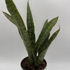 Sansevieria 'Jaboa'