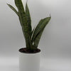 Sansevieria 'Jaboa'