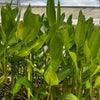Arrowroot (Maranta arundinacea)