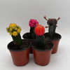 Grafted Cactus Gymnocalycium Mihanovichii (Moon Cactus)