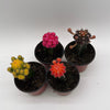 Grafted Cactus Gymnocalycium Mihanovichii (Moon Cactus)