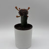 Grafted Cactus Gymnocalycium Mihanovichii (Moon Cactus)