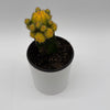 Grafted Cactus Gymnocalycium Mihanovichii (Moon Cactus)
