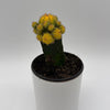 Grafted Cactus Gymnocalycium Mihanovichii (Moon Cactus)