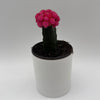 Grafted Cactus Gymnocalycium Mihanovichii (Moon Cactus)