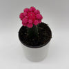 Grafted Cactus Gymnocalycium Mihanovichii (Moon Cactus)