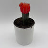 Grafted Cactus Gymnocalycium Mihanovichii (Moon Cactus)