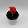 Grafted Cactus Gymnocalycium Mihanovichii (Moon Cactus)