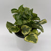Peperomia Obtusifolia 'Golden Gate'