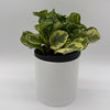 Peperomia Obtusifolia 'Golden Gate'