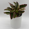 Variegated Peperomia Clusiifolia 'Ginny'
