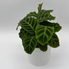 Calathea Zebrina (Zebra Plant)