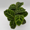 Calathea Zebrina (Zebra Plant)