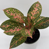 Aglaonema 'Chanel'