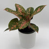 Aglaonema 'Chanel'