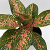Aglaonema 'Chanel'
