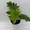 Philodendron 'Lickety Split'