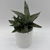 Sansevieria Pagoda 'Lion Heart'