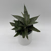 Sansevieria Pagoda 'Lion Heart'