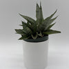 Sansevieria Pagoda 'Lion Heart'