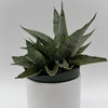 Sansevieria Pagoda 'Lion Heart'