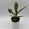 Anthurium 'Cobra'