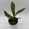 Anthurium 'Cobra'