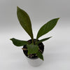 Anthurium 'Cobra'