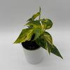 Epipremnum Pinnatum Yellow Flame